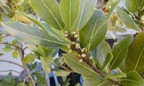 Lá Nguyệt Quế - Khám Phá Gia Vị Đậm Chất Biểu Tượng