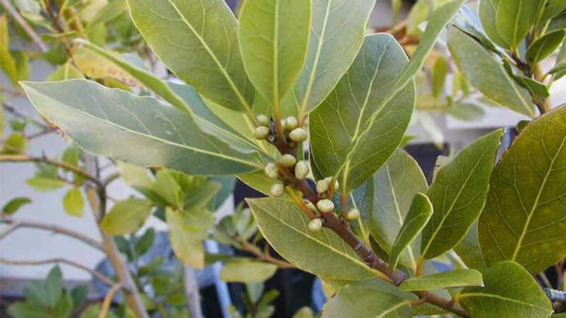 Lá Nguyệt Quế - Khám Phá Gia Vị Đậm Chất Biểu Tượng